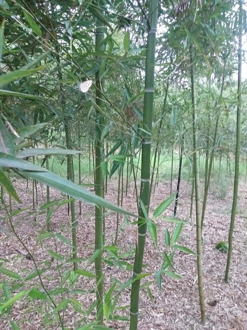雷竹精品竹苗批发产地，海量现货，欢迎订购！！成活率高！