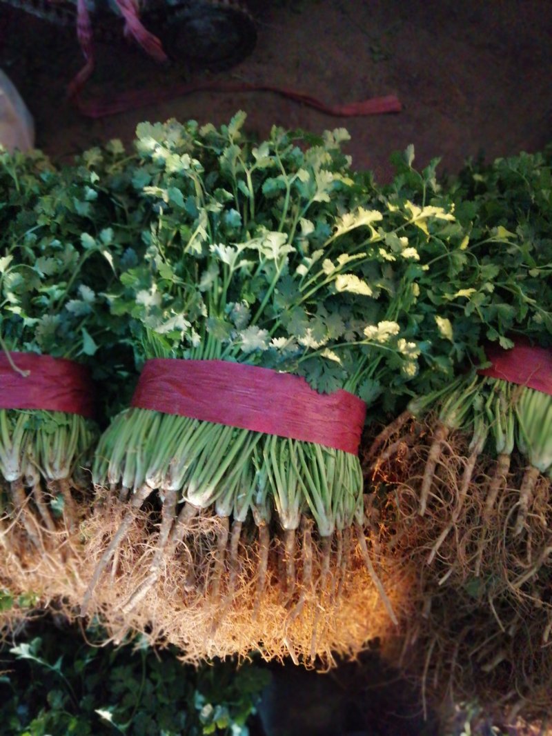 中叶铁杆青香菜25一30，30一45厘米，中，粗棵都有