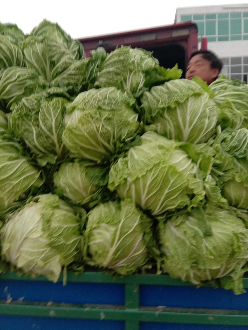 【推荐】靑杂三号白菜一年四季都有货源充足，大量供应保质保量