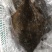新鲜海捕鸦片鱼比目鱼船捕海鲜鸦片鱼鲽鱼菱深海鱼
