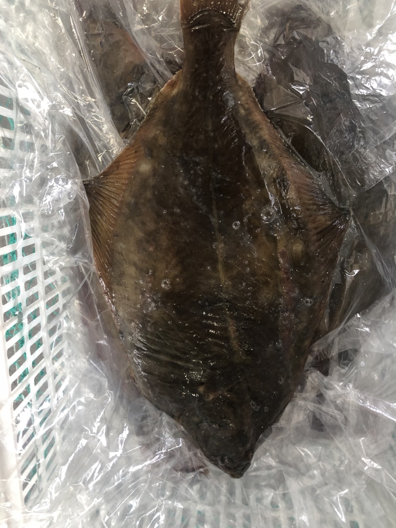 新鲜海捕鸦片鱼比目鱼船捕海鲜鸦片鱼鲽鱼菱深海鱼