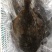 新鲜海捕鸦片鱼比目鱼船捕海鲜鸦片鱼鲽鱼菱深海鱼