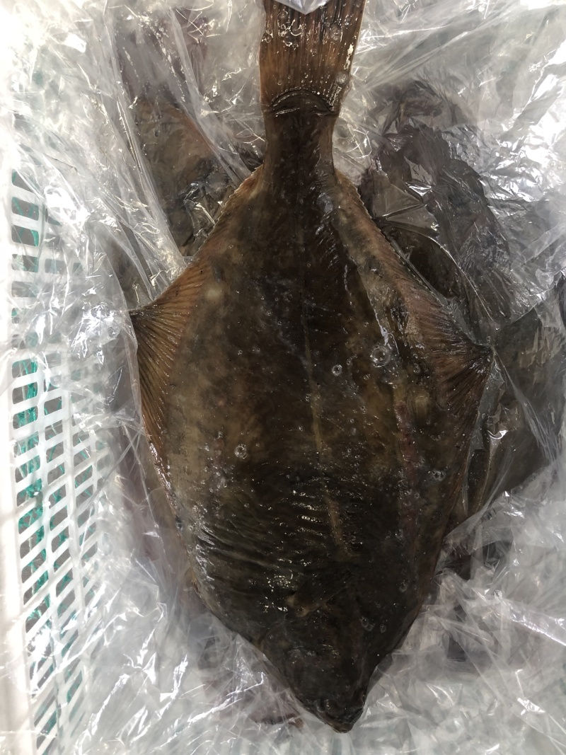 新鲜海捕鸦片鱼比目鱼船捕海鲜鸦片鱼鲽鱼菱深海鱼