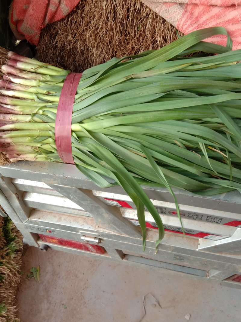 【牛商优选】红根蒜苗每年十月以后大量上市