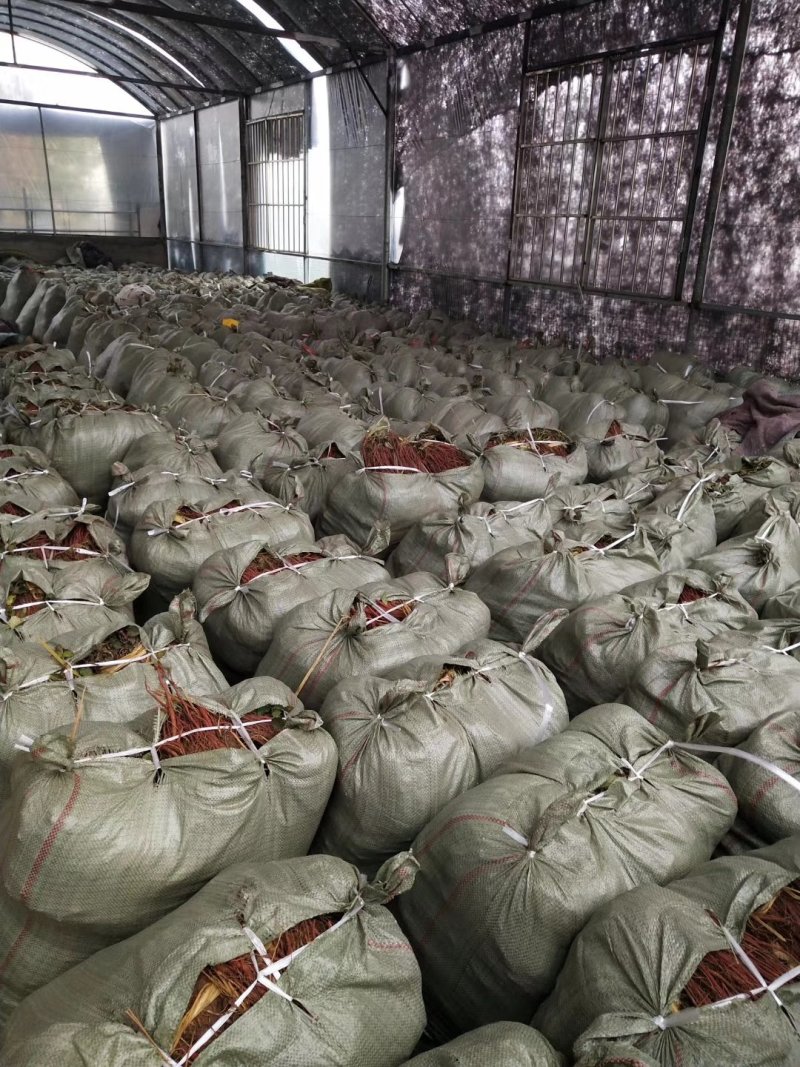 丹参苗，免费技术支持，产品包回收