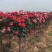 观花植物品种月季香水月季藤本月季基地直发
