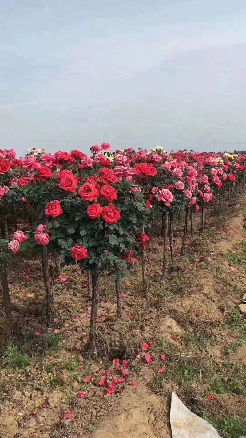观花植物品种月季香水月季藤本月季基地直发