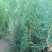 侧柏苗，当年苗及多年生树苗，诚信为本。