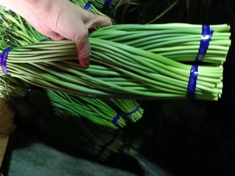 蒜薹冷库蒜薹大量出售质量好货源很多质量保证没问题
