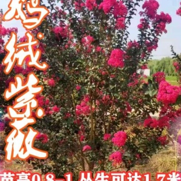 天鹅绒紫薇球红火箭紫薇球80-100公分成活率高