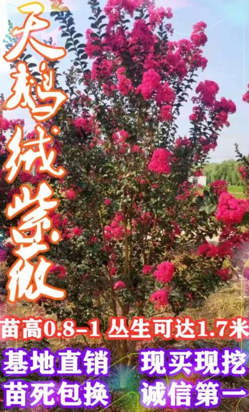 天鹅绒紫薇球红火箭紫薇球80-100公分成活率高