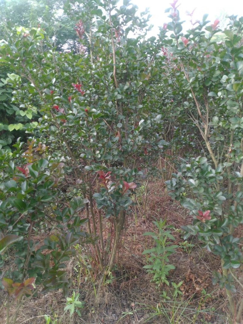 天鹅绒紫薇球红火箭紫薇球80-100公分成活率高