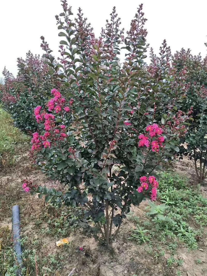 天鹅绒紫薇球红火箭紫薇球80-100公分成活率高