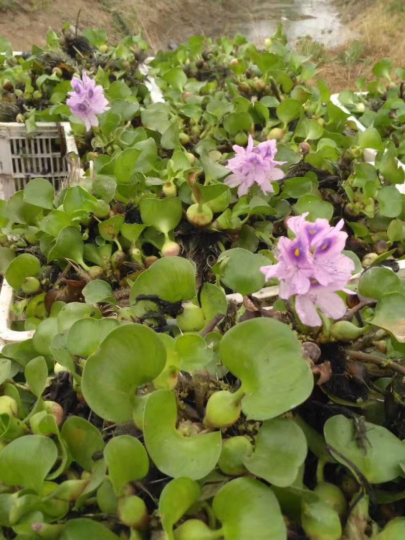 白洋淀荷花大观园美化环境