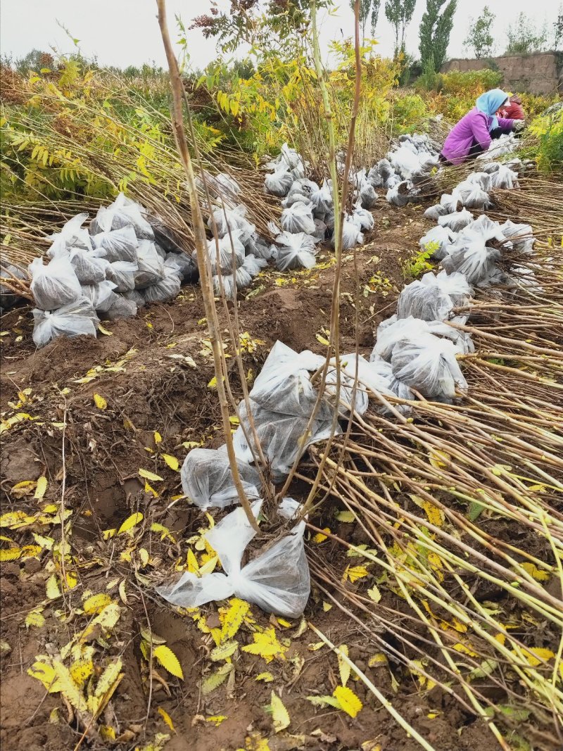 大量出售丛生珍珠梅苗，分枝多，冠副大，产地直供，支持现场
