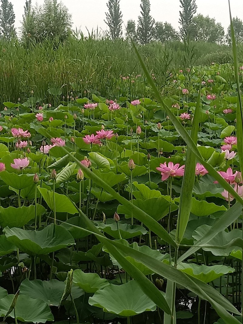 盆栽荷花，睡莲，芦苇，沉水植物，