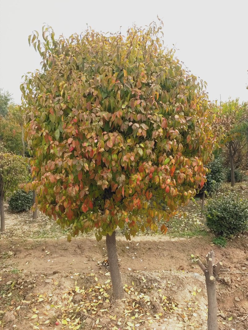 大量出售大田定植华北卫矛球，又名丝绵木球，地径3-8公分