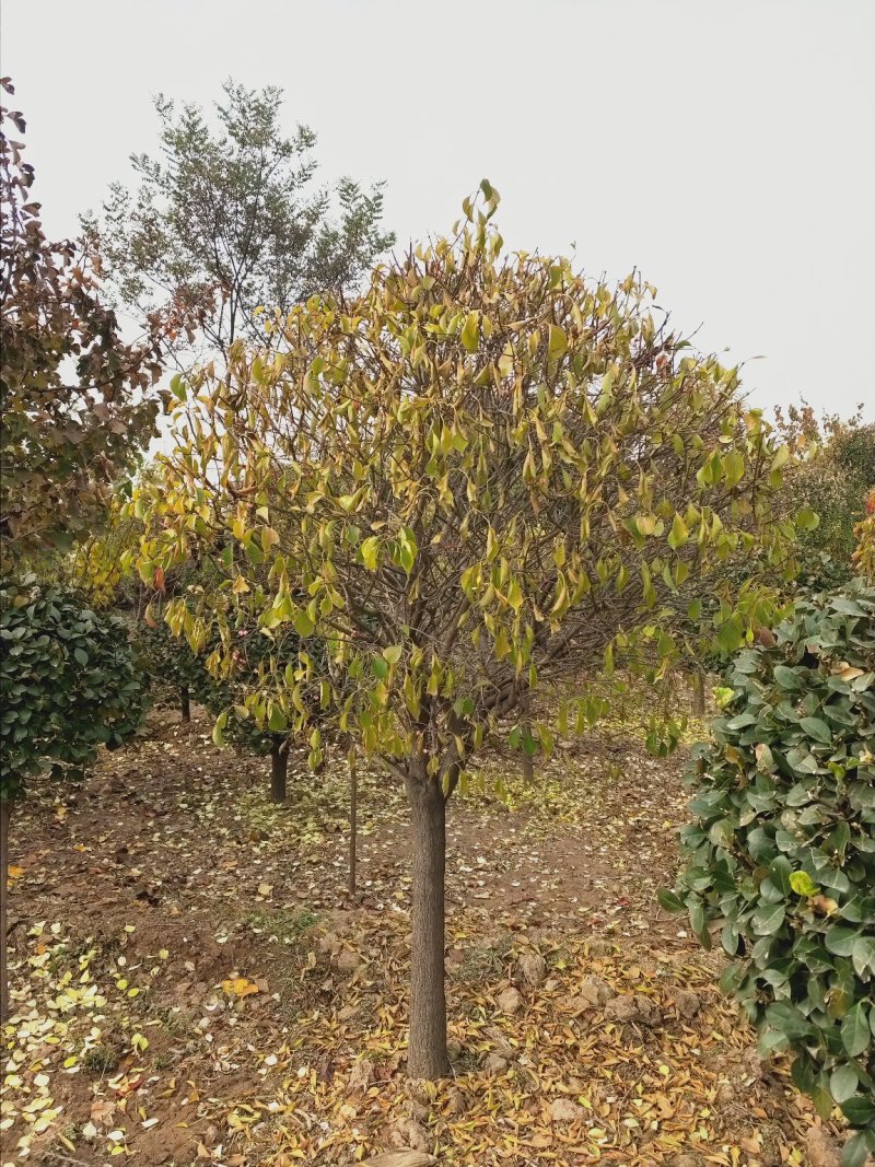 大量出售大田定植华北卫矛球，又名丝绵木球，地径3-8公分