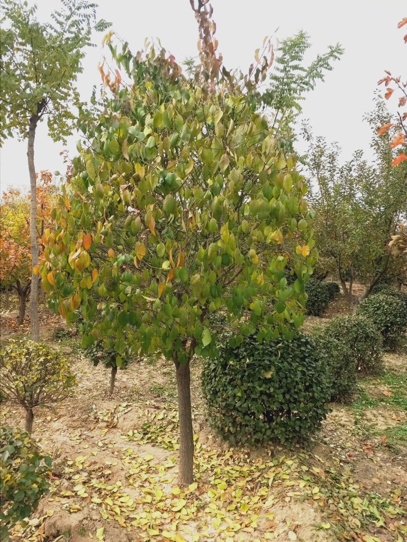 大量出售大田定植华北卫矛球，又名丝绵木球，地径3-8公分