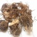 藜芦，藜芦根，披麻草根，质优价实，品质保证，药典标准云南