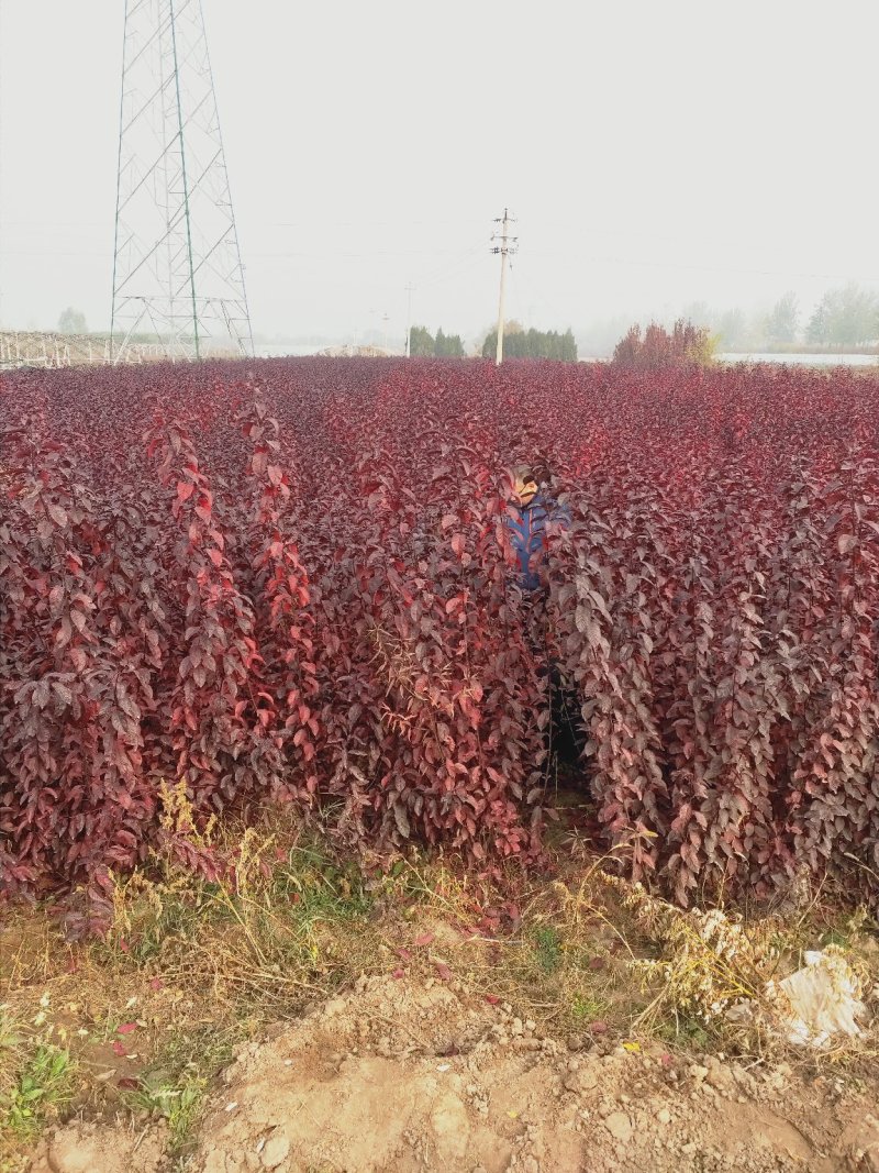 出售营养杯矮樱苗，大田定植矮樱苗，产地直供，