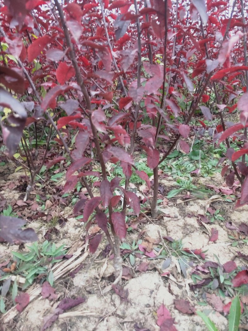 出售营养杯矮樱苗，大田定植矮樱苗，产地直供，