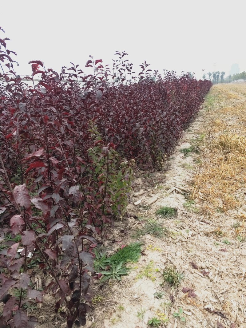 出售营养杯矮樱苗，大田定植矮樱苗，产地直供，