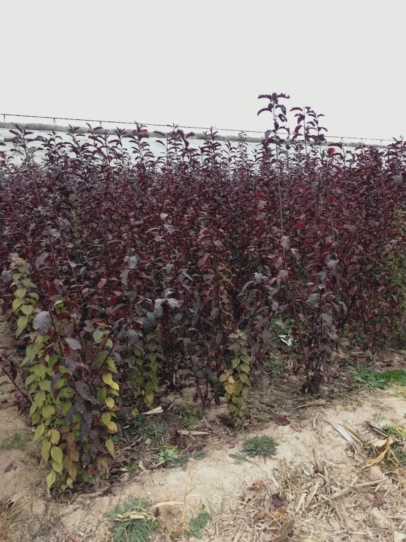 出售营养杯矮樱苗，大田定植矮樱苗，产地直供，