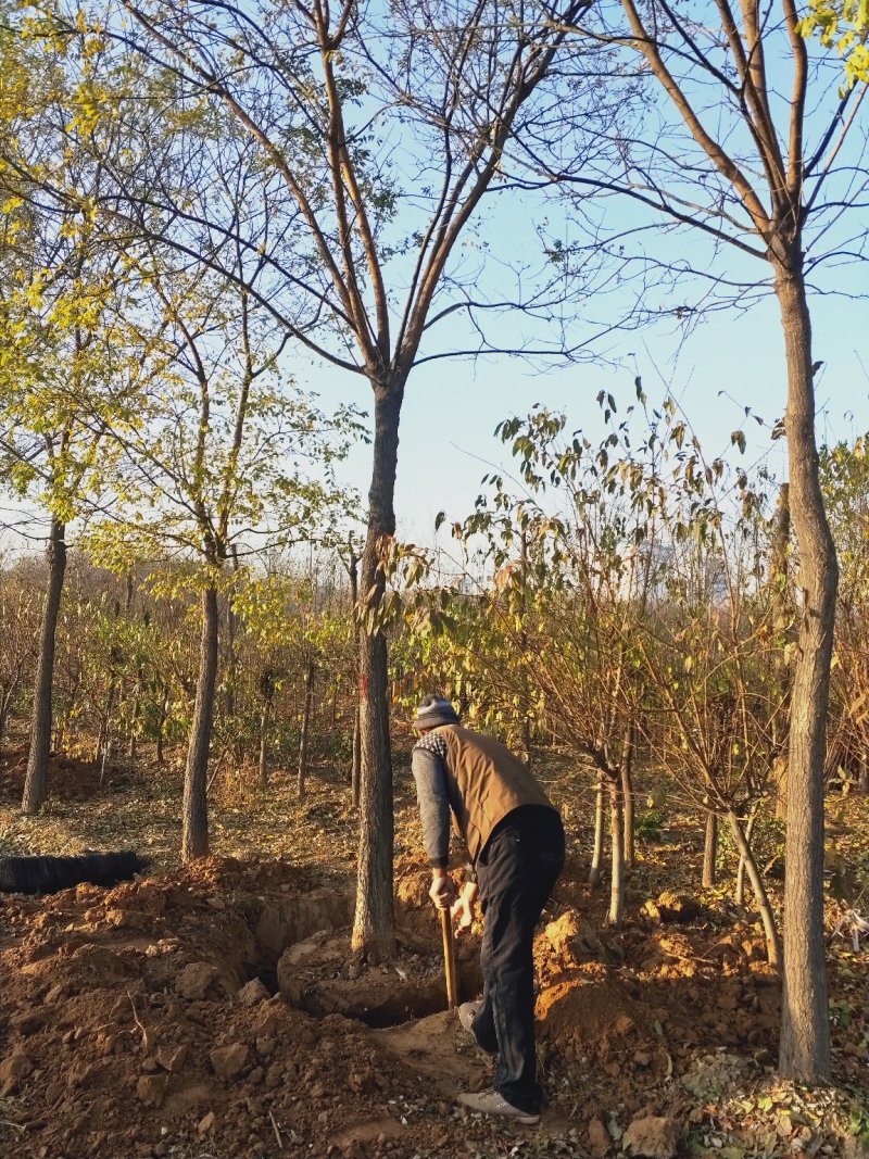 大量出售定植国槐树，基地直供，