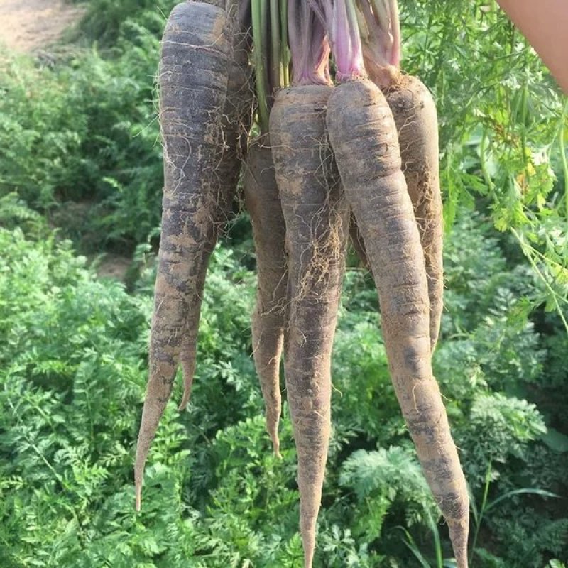 新鲜紫皮胡萝卜水果黑萝卜生吃沙窝紫心萝卜青农家蔬菜
