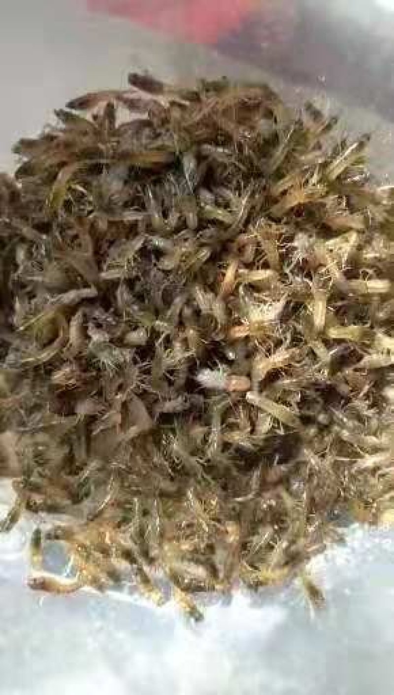 澳洲淡水龙虾苗澳洲蓝龙虾优质龙虾苗免费提供技术指导