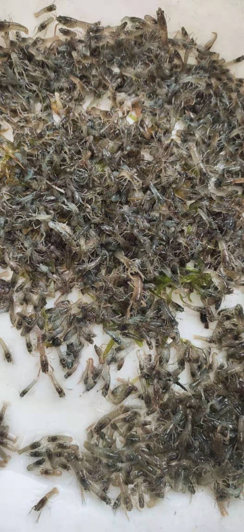 澳洲淡水龙虾苗澳洲蓝龙虾优质龙虾苗免费提供技术指导