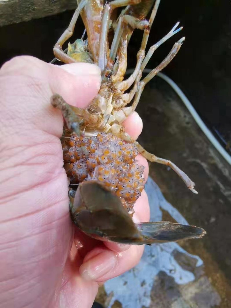 澳洲淡水龙虾苗澳洲蓝龙虾优质龙虾苗免费提供技术指导
