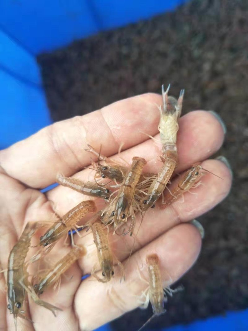 澳洲淡水龙虾苗澳洲蓝龙虾优质龙虾苗免费提供技术指导