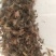 澳洲淡水龙虾苗澳洲蓝龙虾优质龙虾苗免费提供技术指导