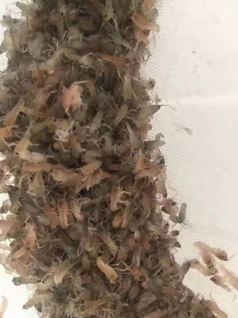 澳洲淡水龙虾苗澳洲蓝龙虾优质龙虾苗免费提供技术指导