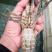 澳洲淡水龙虾苗澳洲蓝龙虾优质龙虾苗免费提供技术指导