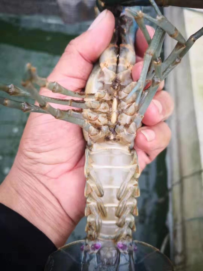 澳洲淡水龙虾苗澳洲蓝龙虾优质龙虾苗免费提供技术指导