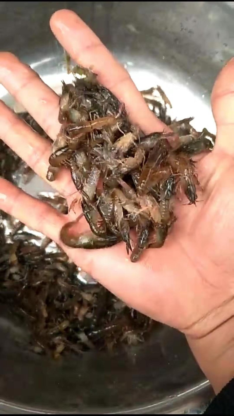 澳洲淡水龙虾苗澳洲蓝龙虾优质龙虾苗免费提供技术指导