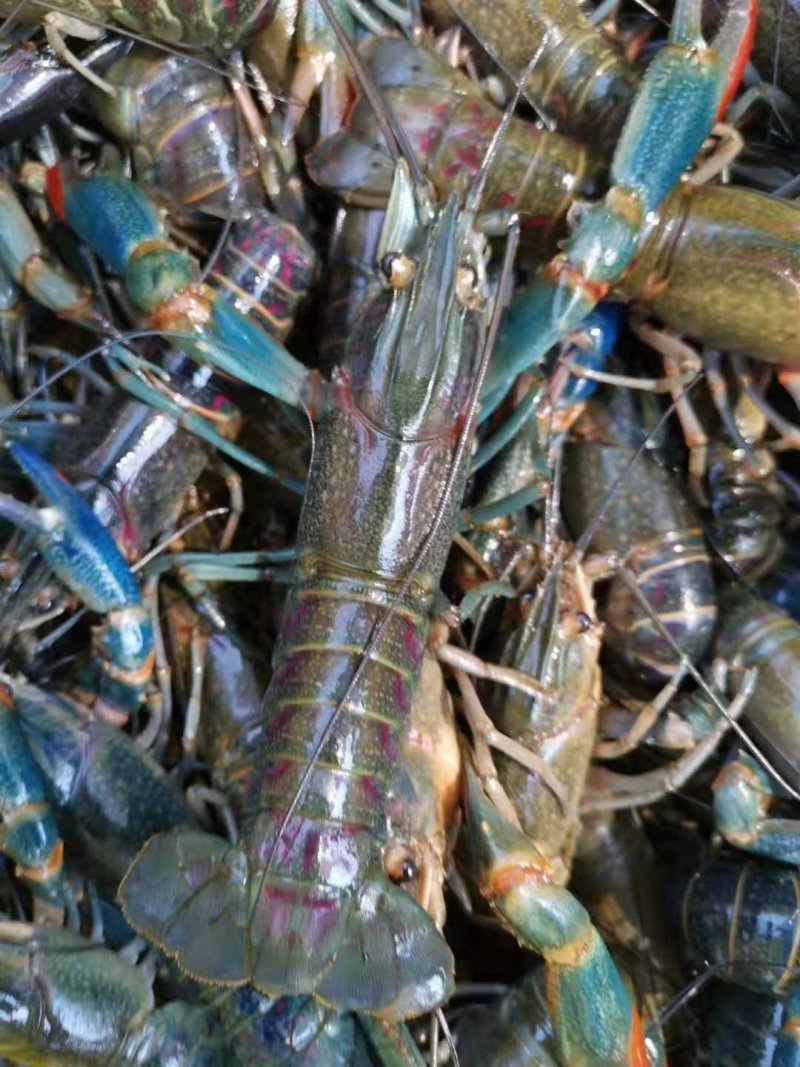 澳洲淡水龙虾苗澳洲蓝龙虾优质龙虾苗免费提供技术指导