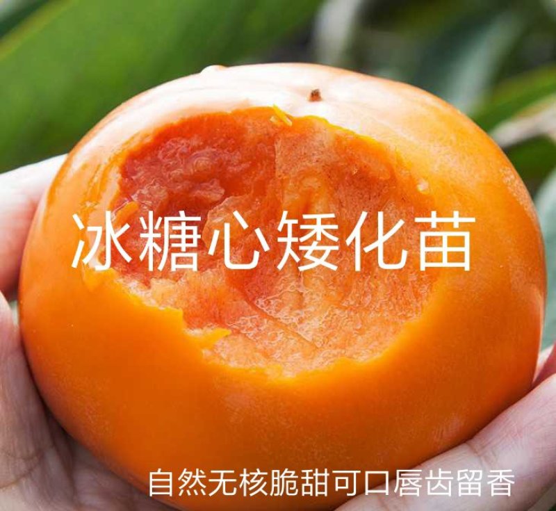 脆柿种苗产地货源纯度高价格低品质好
