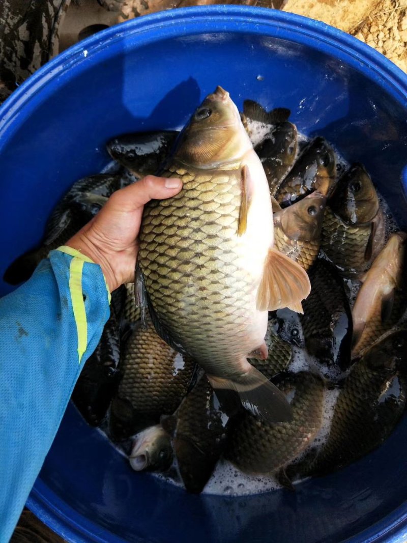 湘鲫，湘云鲫，肉质鲜美，营养价值高，适合垂钓，养殖