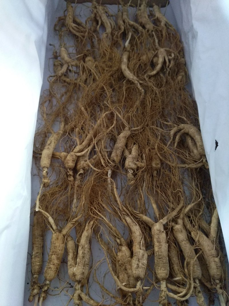 【林下参干品】17年林下参干品25年野山参林下籽干参包邮