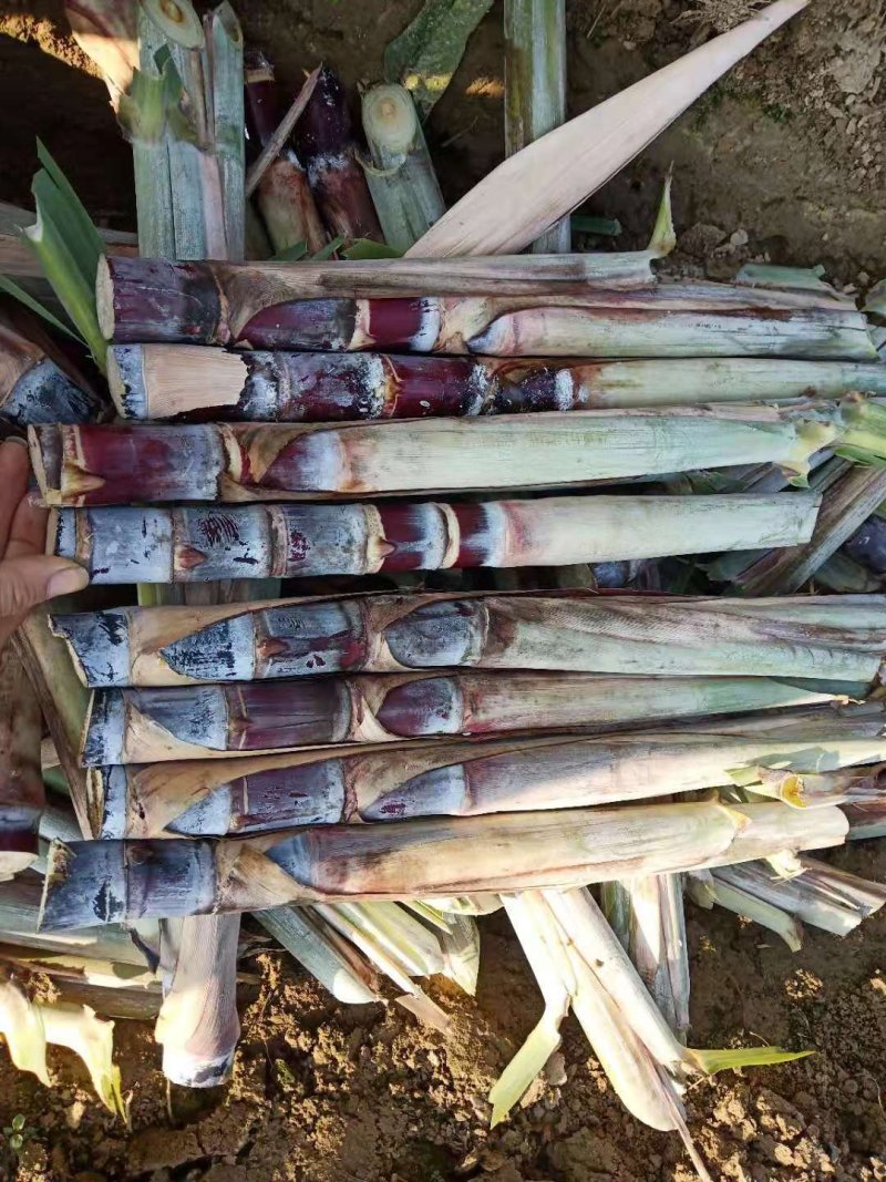 广西黑皮甘蔗种，大量出销
