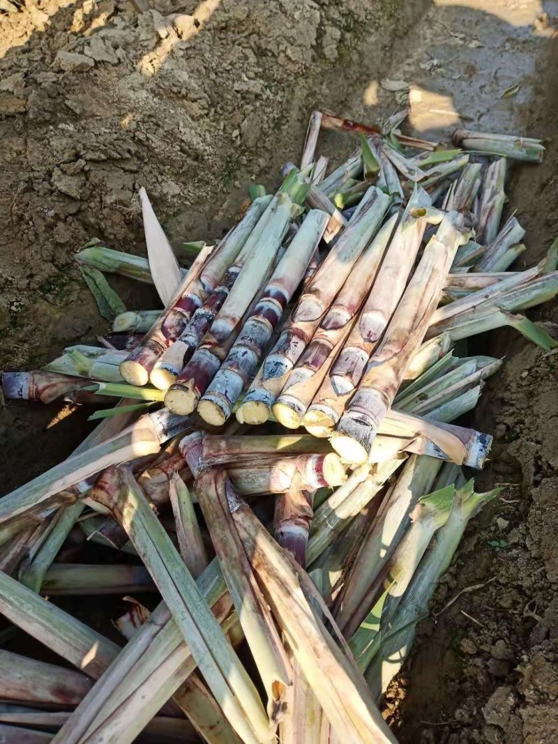 广西黑皮甘蔗种，大量出销