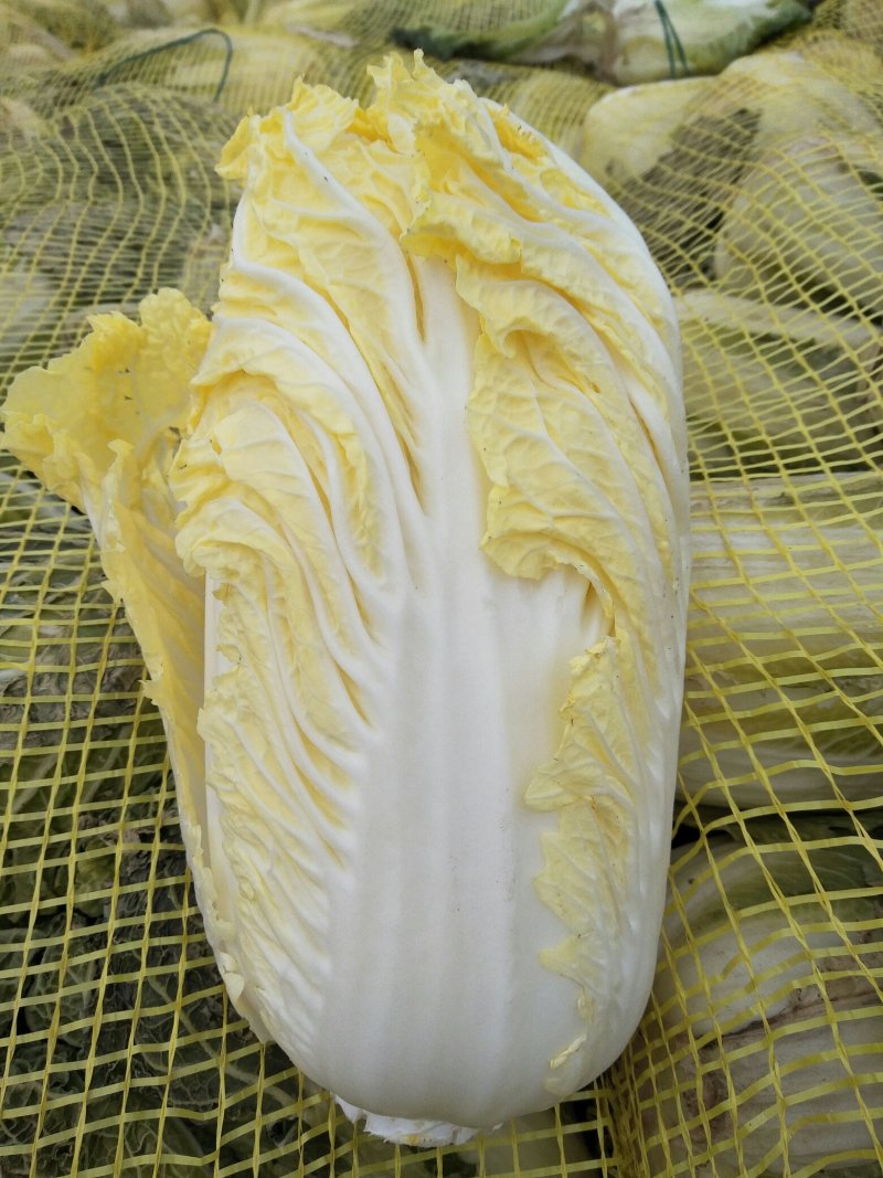 娃娃菜
