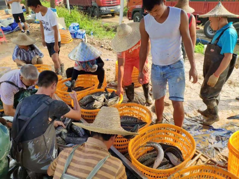 杂交黑鱼苗生鱼苗乌鳢鱼苗批发包成活免费技术指导！