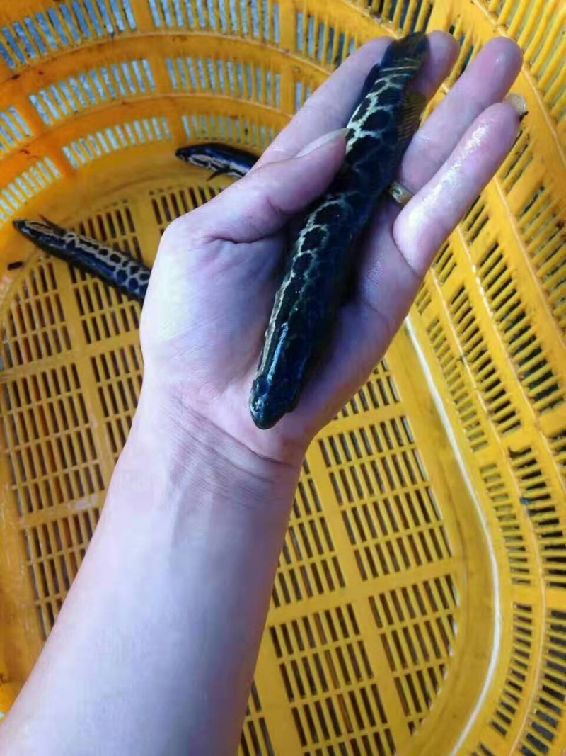 杂交黑鱼苗生鱼苗乌鳢鱼苗批发包成活免费技术指导！