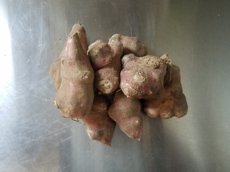菊芋洋姜鬼子姜不辣陕北红果洋姜