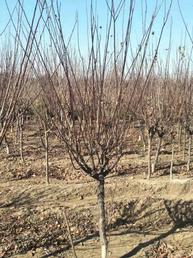 榆叶梅5-8公分有货冠幅一般一级货二级货